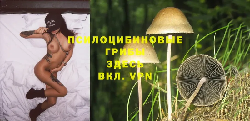 Галлюциногенные грибы Psilocybe  Томск 